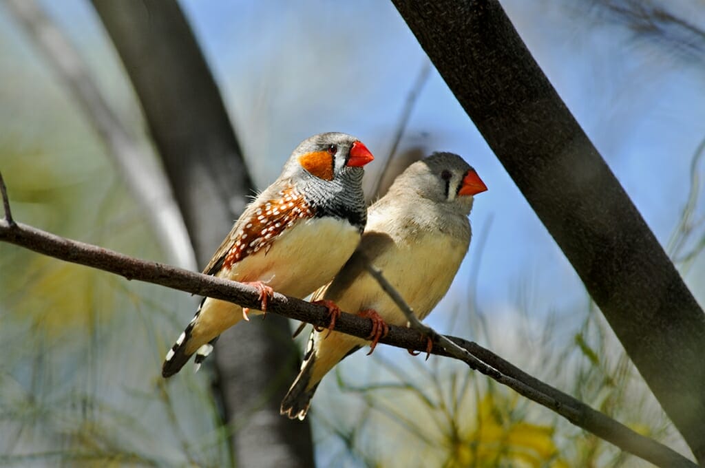 zebra finches in the Red Center