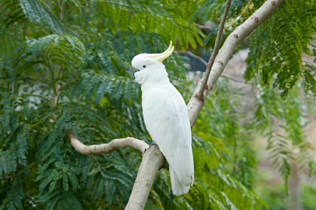 Sulphur-crested cockatoo