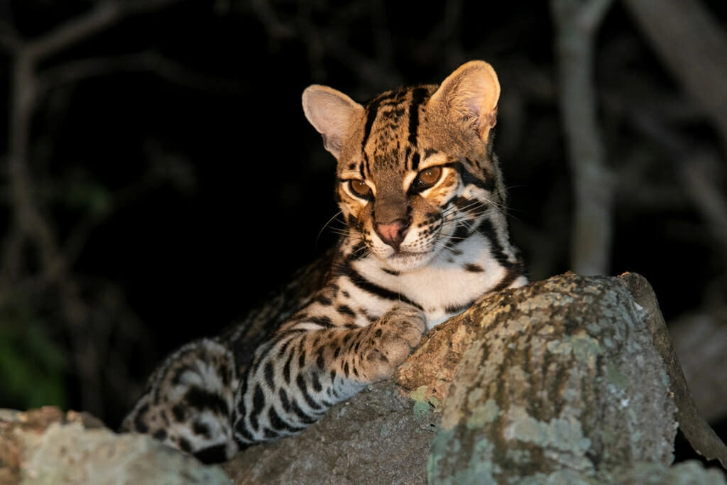 Pantanal adventure - Ocelot