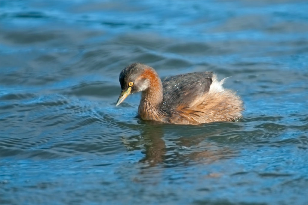 Australasian grebe