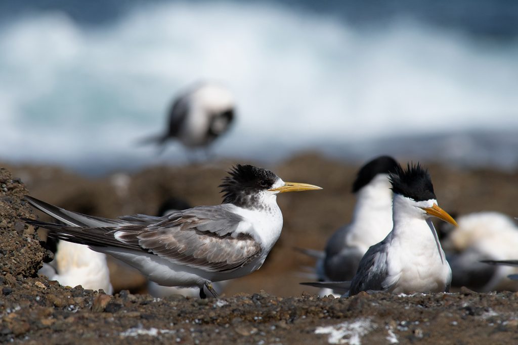 Crested terns in newcastle