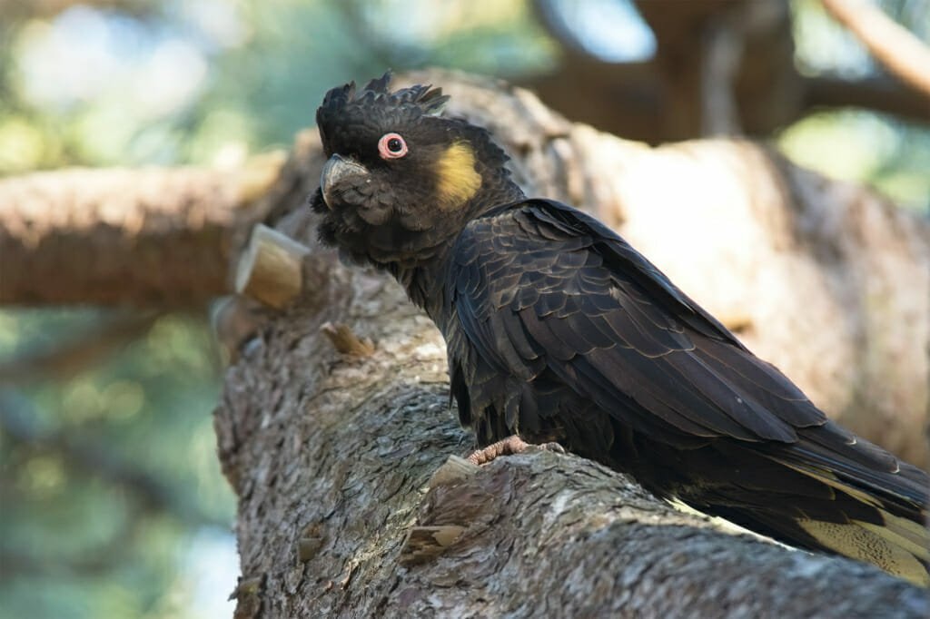 Where to see parrots in Sydney - Yellow-tailed black cockatoo in Centennial Park
