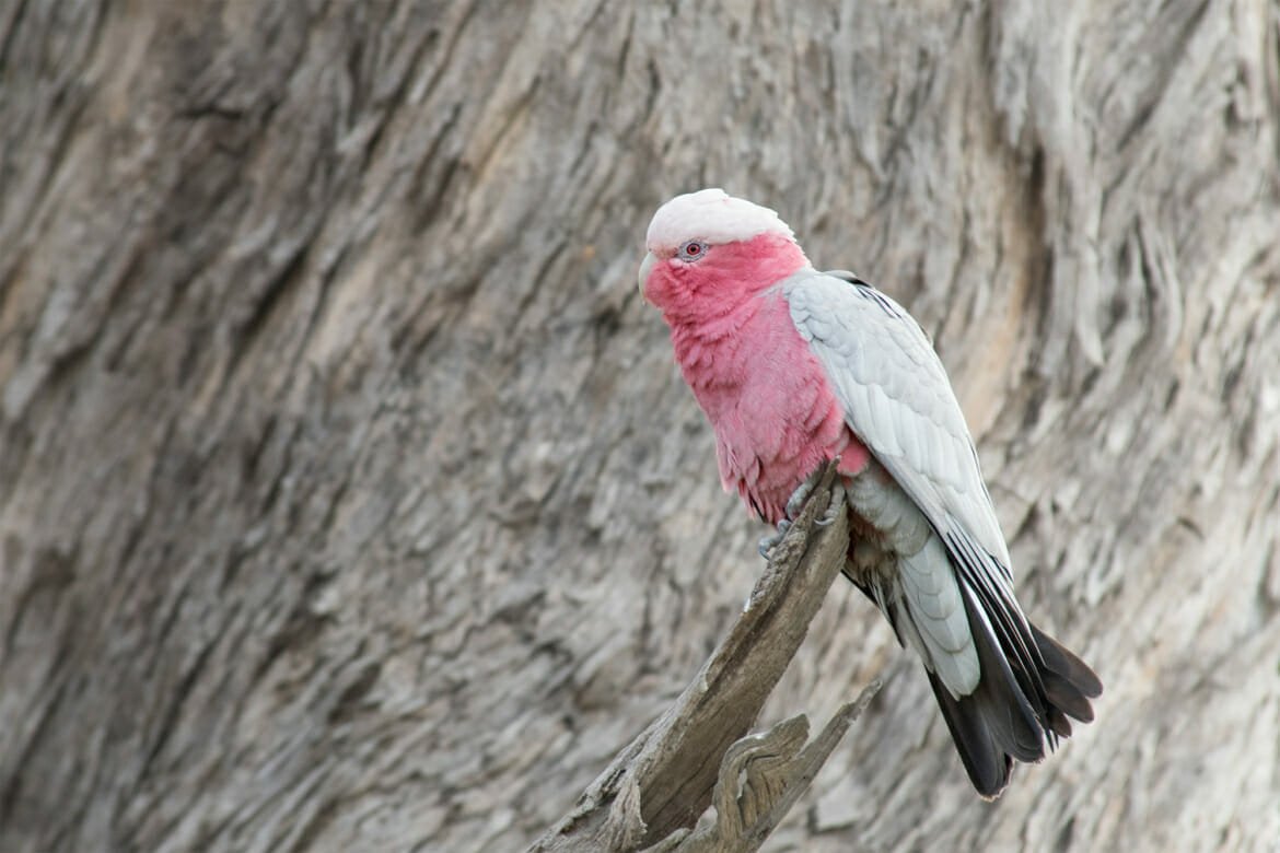 Australian Parrots Guide to all 57 species of Parrots in Australia