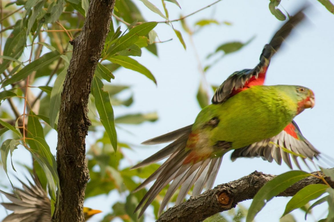 Swift parrot being chased away by a Bell miner
