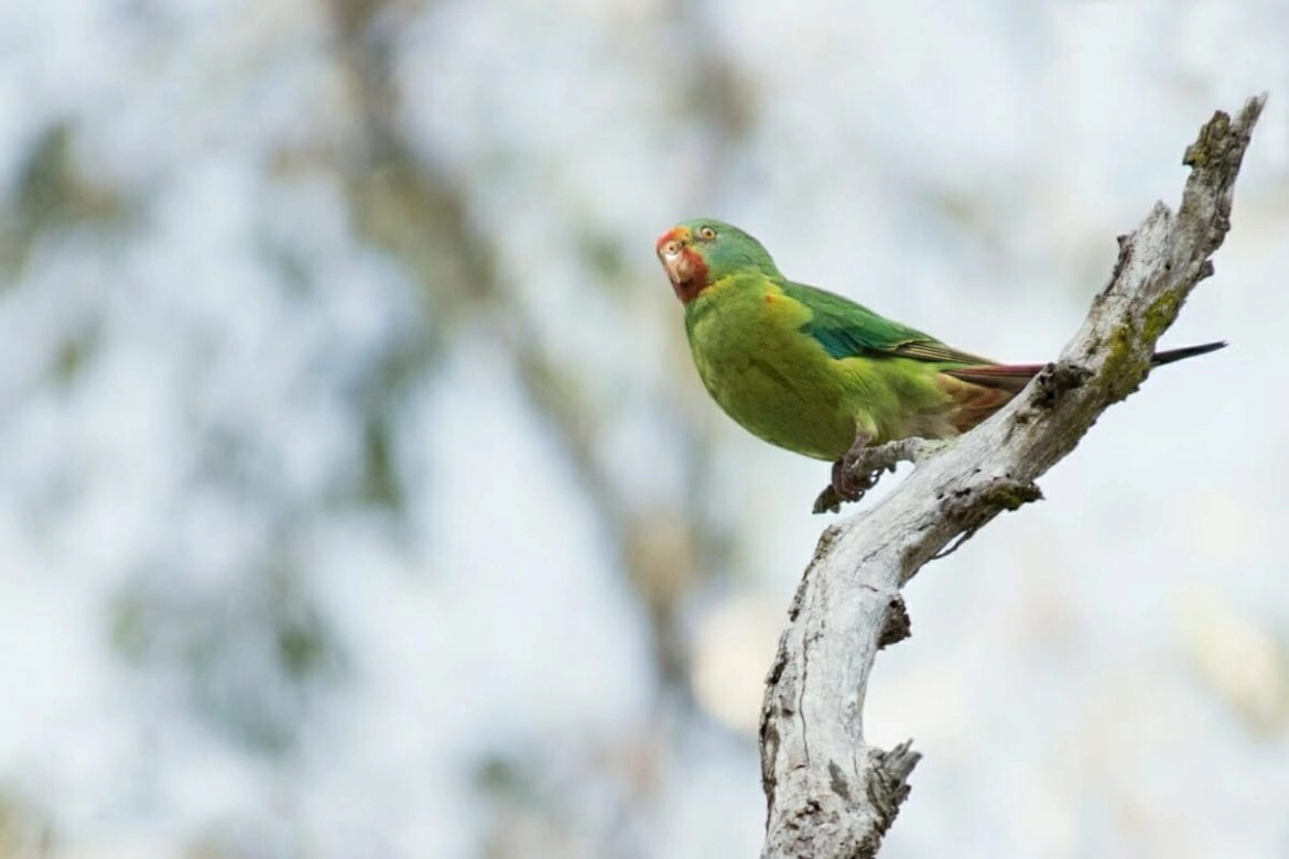 Sydney parrots - Swift parrot at Mt Annan Botanic Gardens
