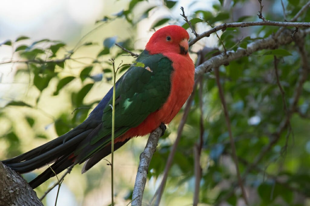 Sydney parrots - Male Australian King Parrot at Dangar Island