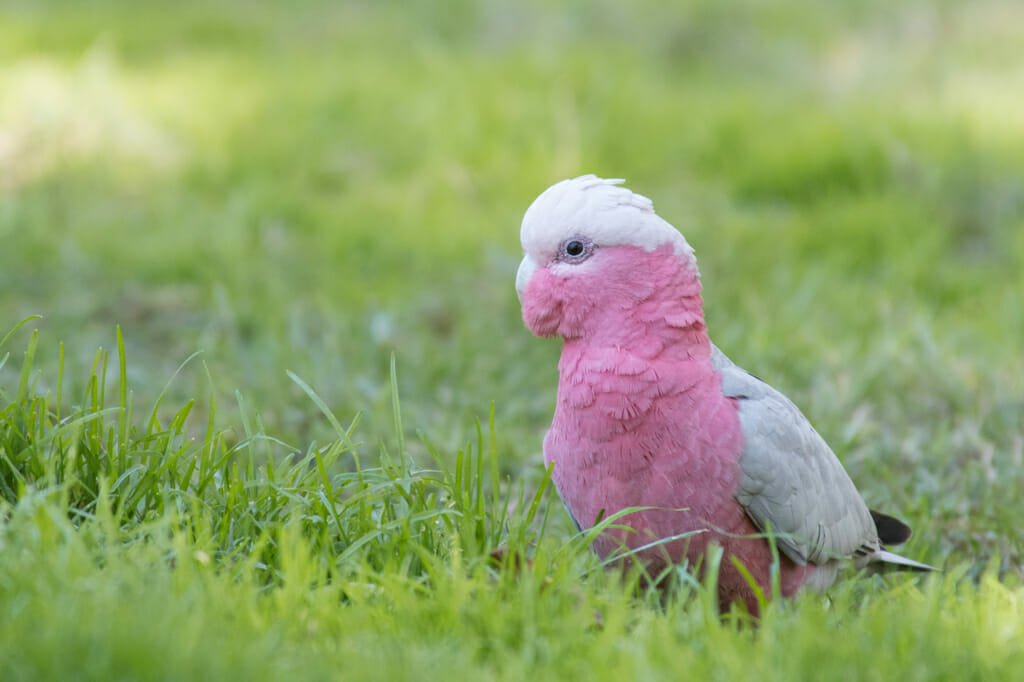 Birds in Sydney - Galah
