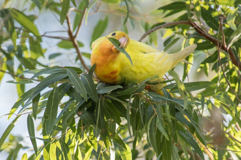 Yellow morph of the male King Parrot on Dangar Island