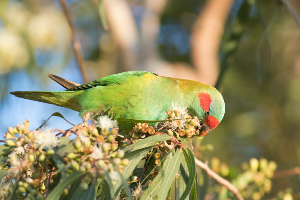 Parrots in Sydney - Musk Lorikeet on Dangar Island