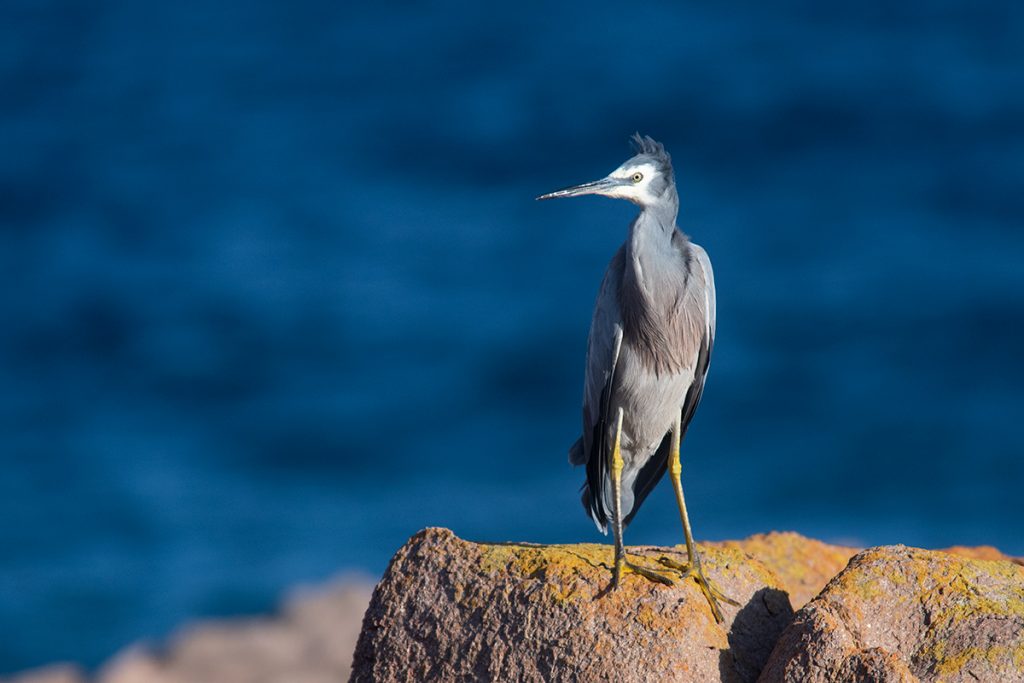White-faced heron - exploring coastline of Anna Bay