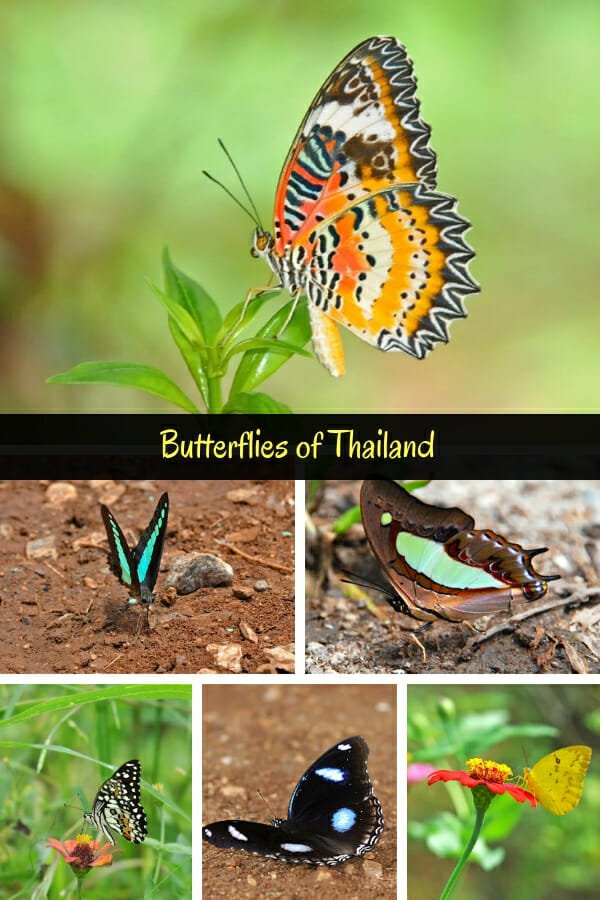 Butterflies of Thailand The Wildlife Diaries