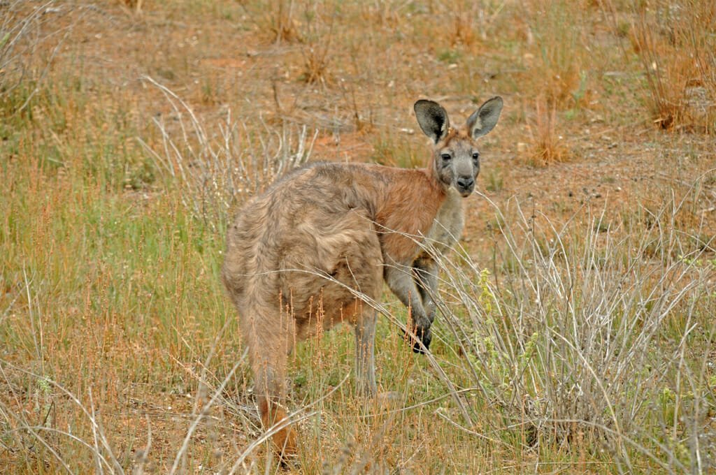 Australian safari - Common Wallaroo in Flinders Ranges