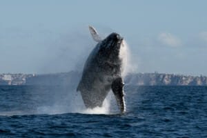 Humpback whale migration, Sydney