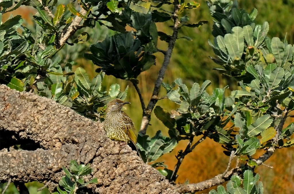 Little wattlebird on Palm Jungle trail