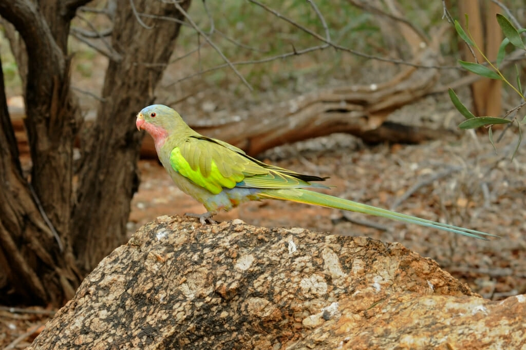 Princess parrot at the Desert Park in Alice Springs