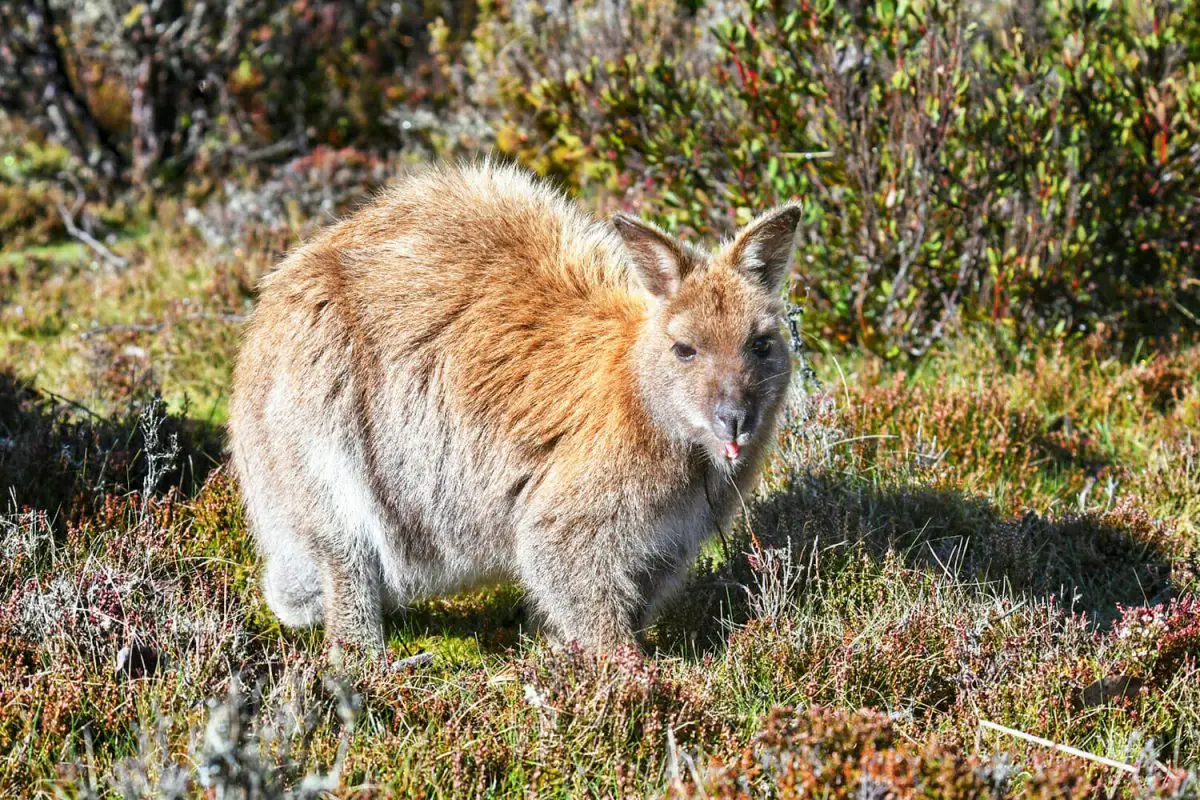 wildlife in sydney - Red-necked wallaby