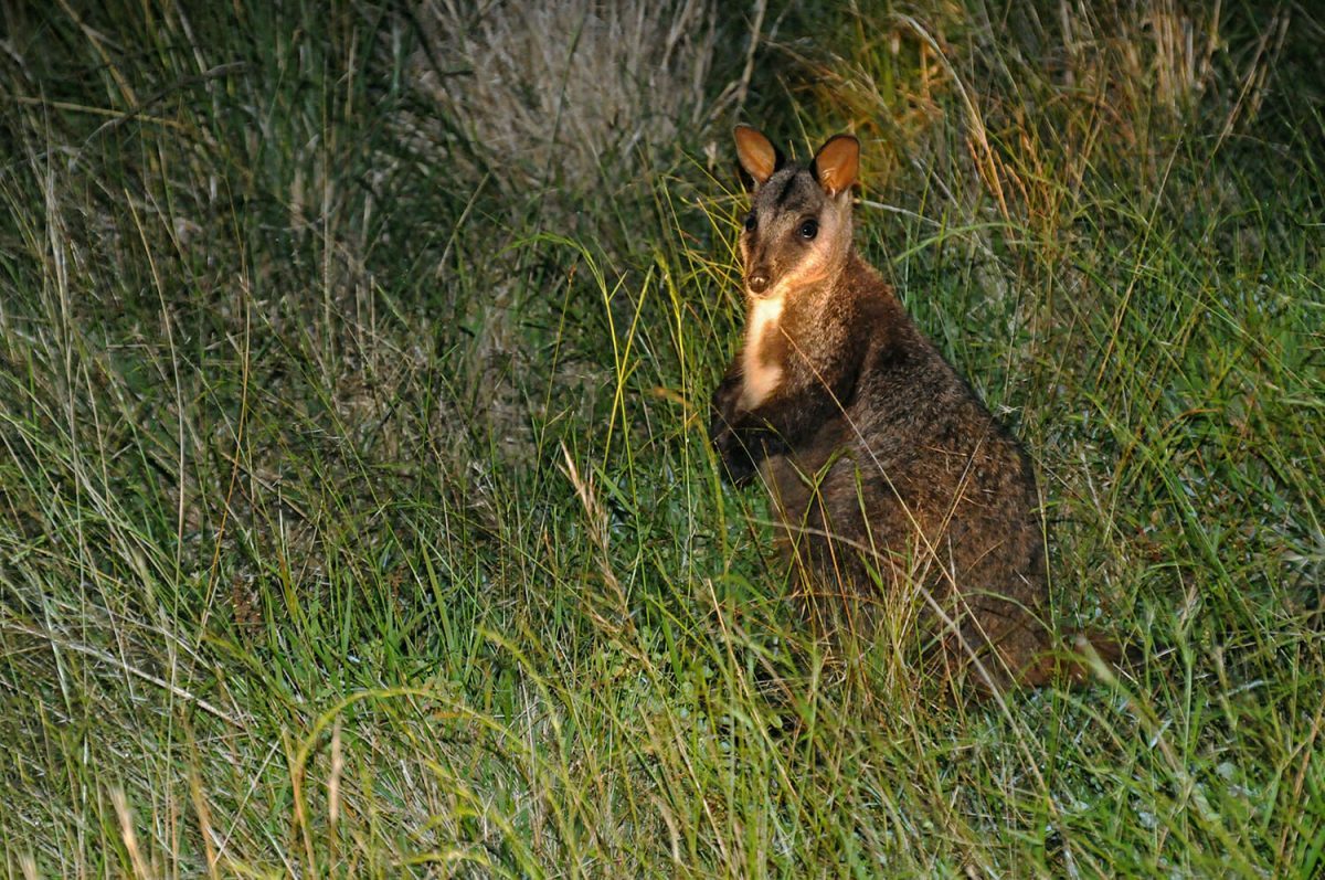 Sydney wildlife - Brush-tailed rock wallaby
