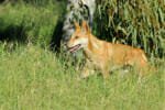 Dingo seen on Adelaide to Darwin road trip