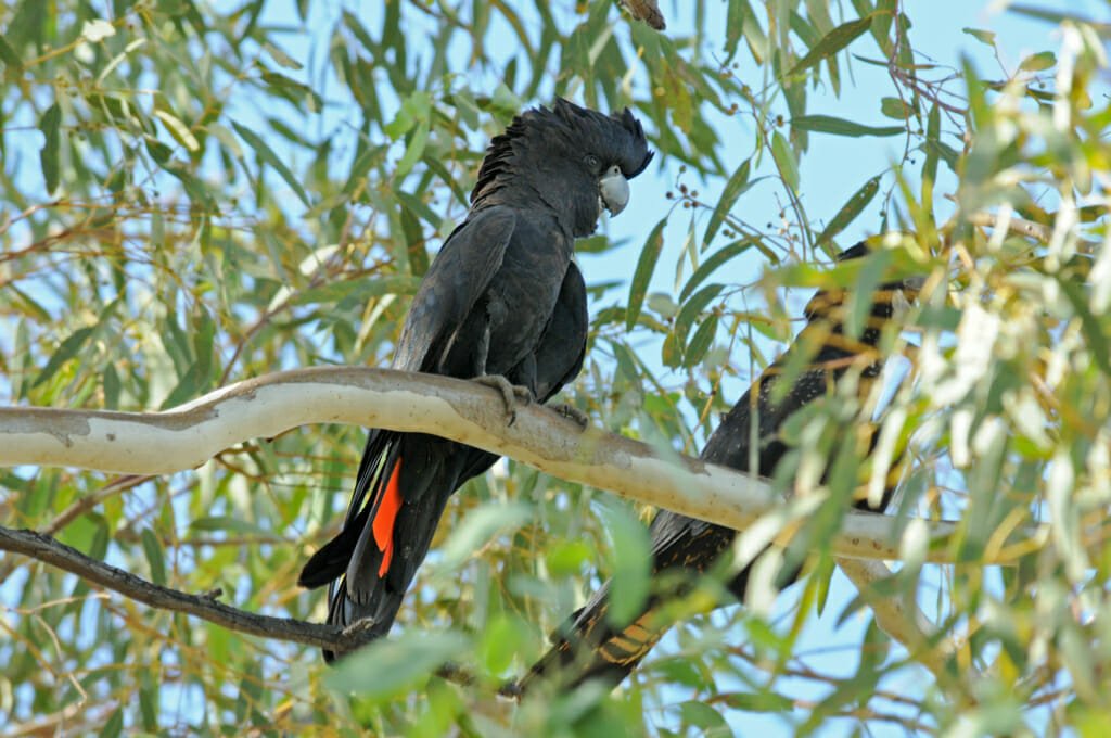 Red-tailed black cockatoo (male) at Simpson Gap