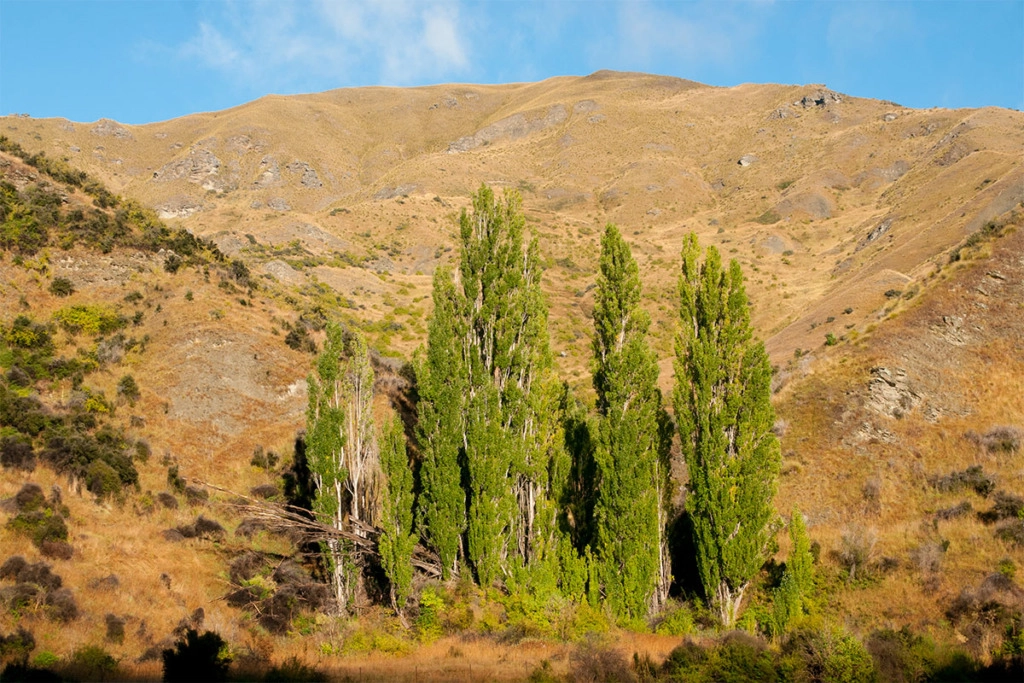 Crown range Otago New Zealand