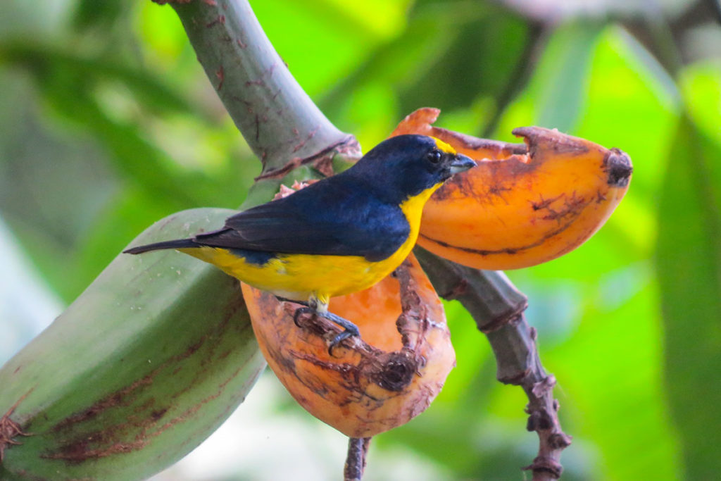 Thick-billed euphonia