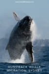 Humpback whale migration Sydney - the best of whale watching #whalewatchingsydney #whalesydney #humpbackwhale