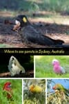 Where to see parrots in Sydney #cockatoosydney #parrotsydney #blackcockatoo #whitecockatoo