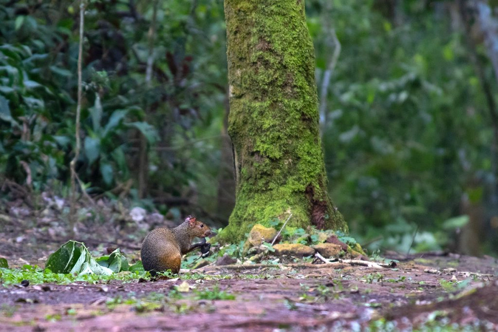 Azara's Agouti at Iguazu Falls