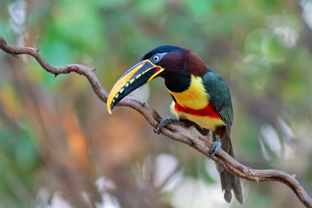 Pantanal wildlife - Chestnut-eared aracari