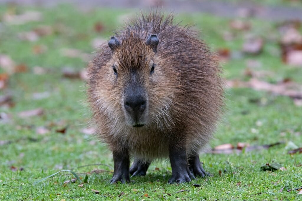 Wet Capybara, El Palmar National Park, Entre Rios