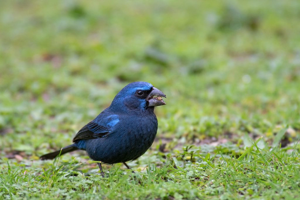 Ultramarine Grosbeak