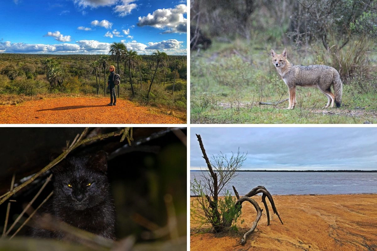 Geoffroy's cat in El Palmar, Argentina