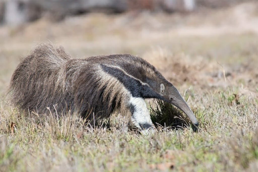 Giant anteater in the northern Pantanal