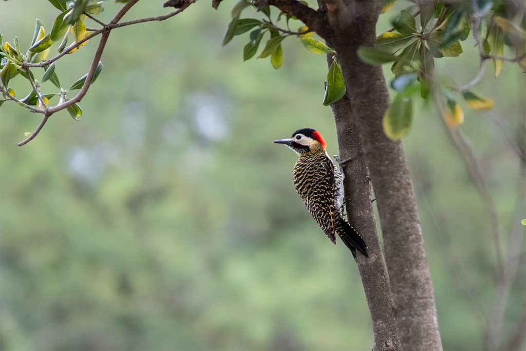 Green-barred Woodpecker El Palmar