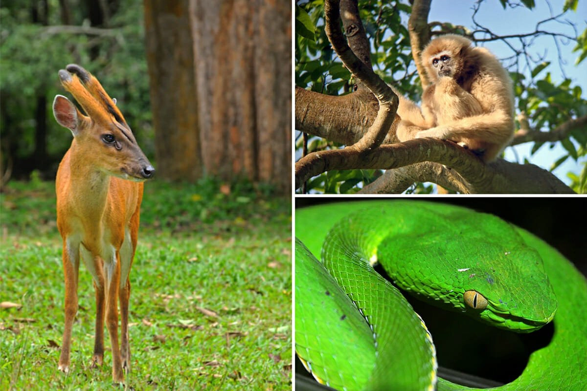 Khao Yai National Park wildilfe