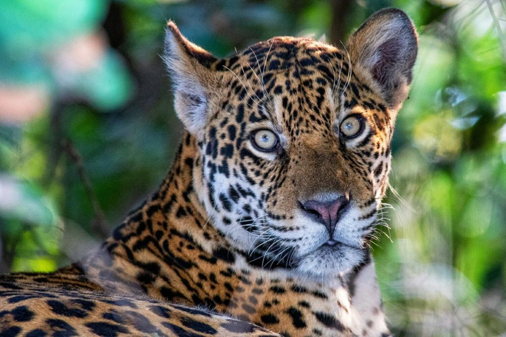 Jaguar resting on the bank of Cuiaba river in Porto Jofre, Brazil