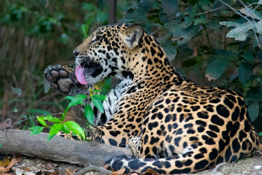 jaguars in the pantanal - young jaguar grooming