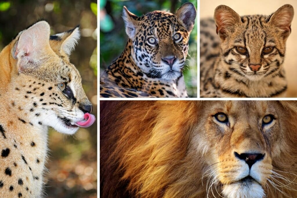 All types of wild cats