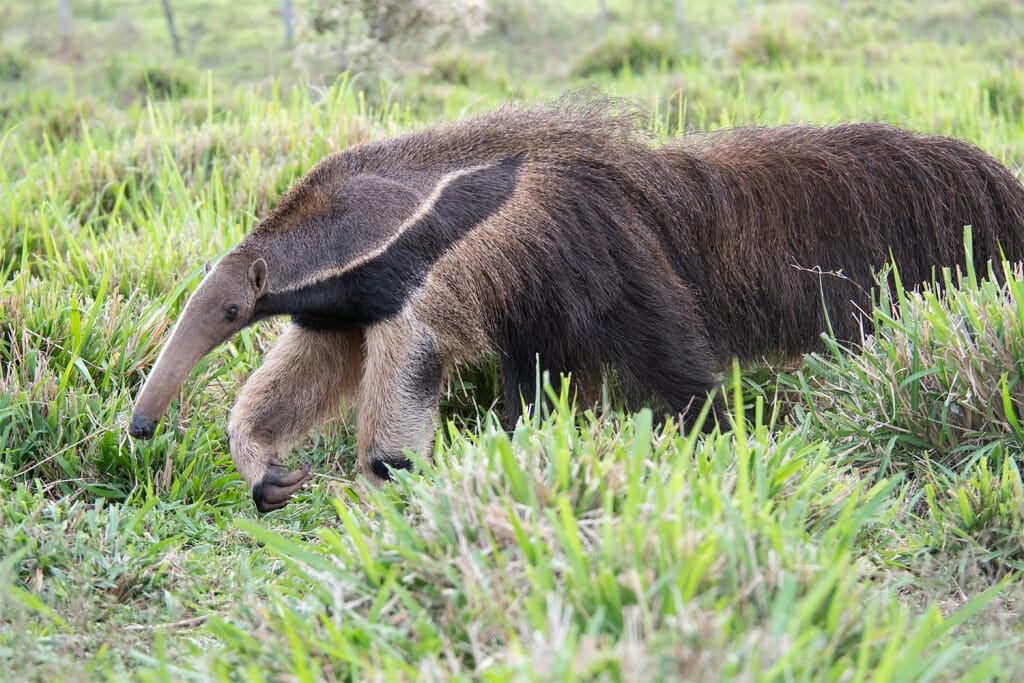 Brazilian holidays - giant anteater