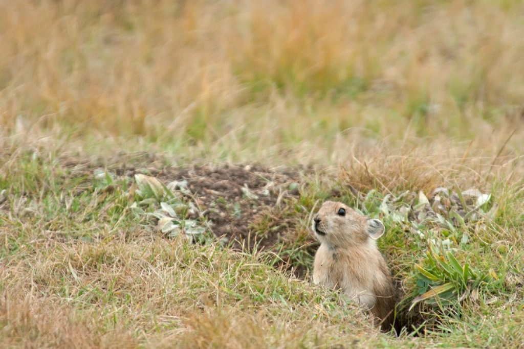 Grassland pika
