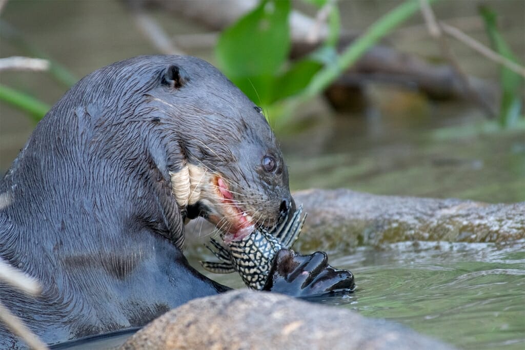 animals of Brazil - giant otter