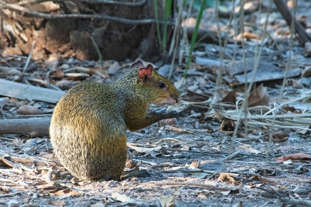 Animals of Brazil - Azara's agouti at Pousada Piuval