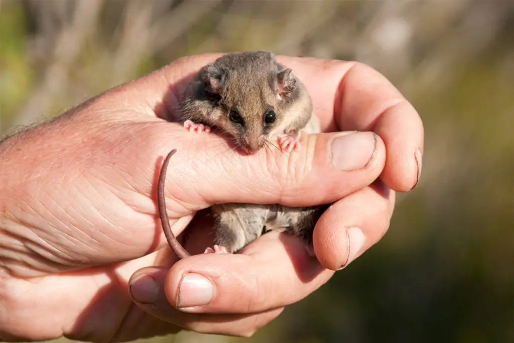 Eastern pygmy possum
