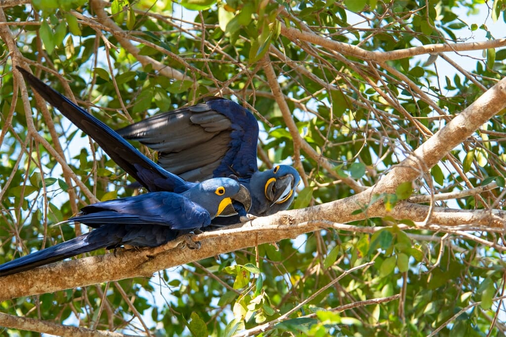 Brazilian animals - Hyacinth macaw