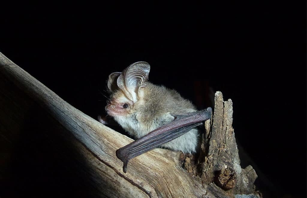 Lesser long-eared bat