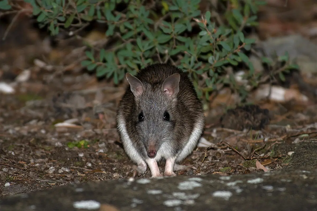 Long-nosed bandicoot