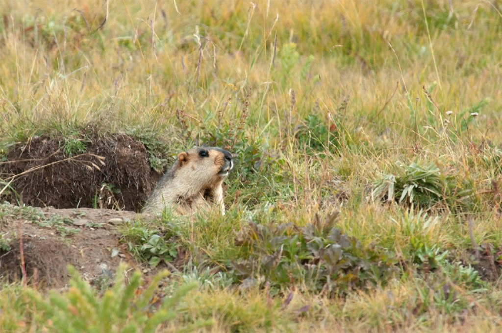 Himalayan marmot