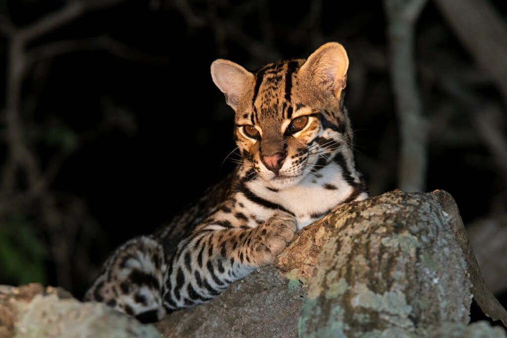 ocelot relaxing on a tree branch in the pantanal