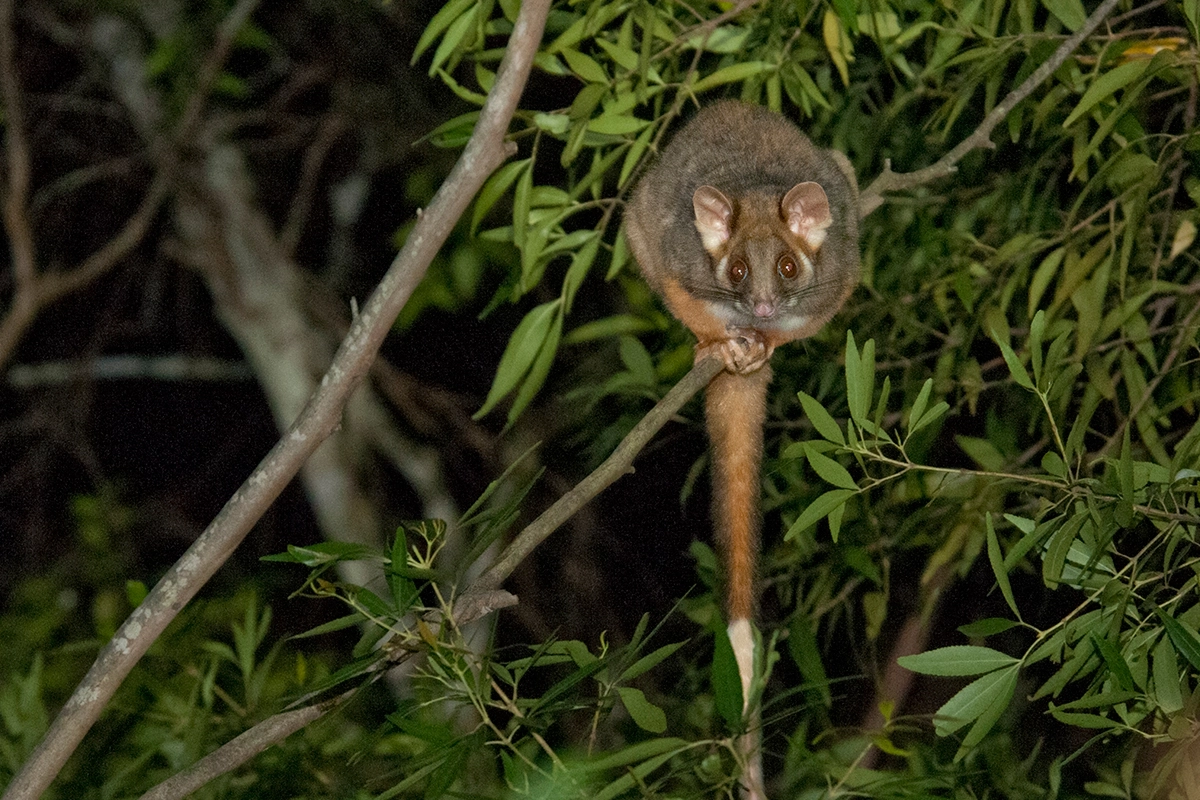 ringtail possum