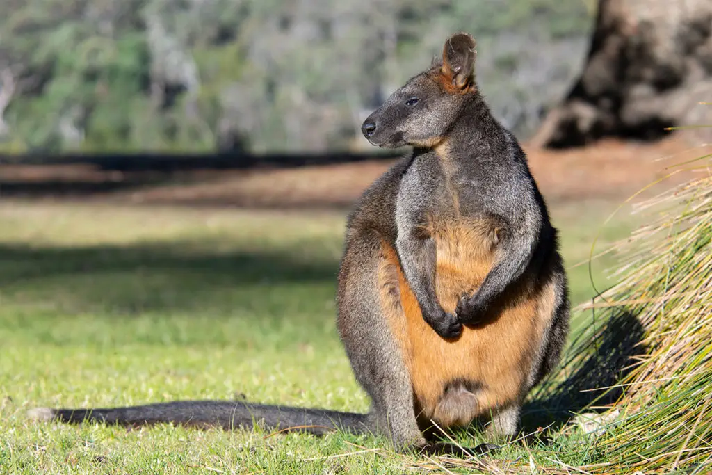 things to do in Palm beach - see Swamp wallaby at the Basin